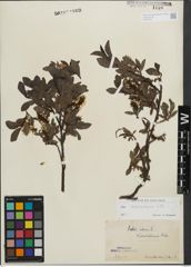Foto von Salix kitaibeliana Willd.